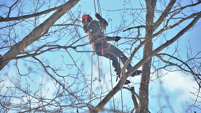 climbing trees